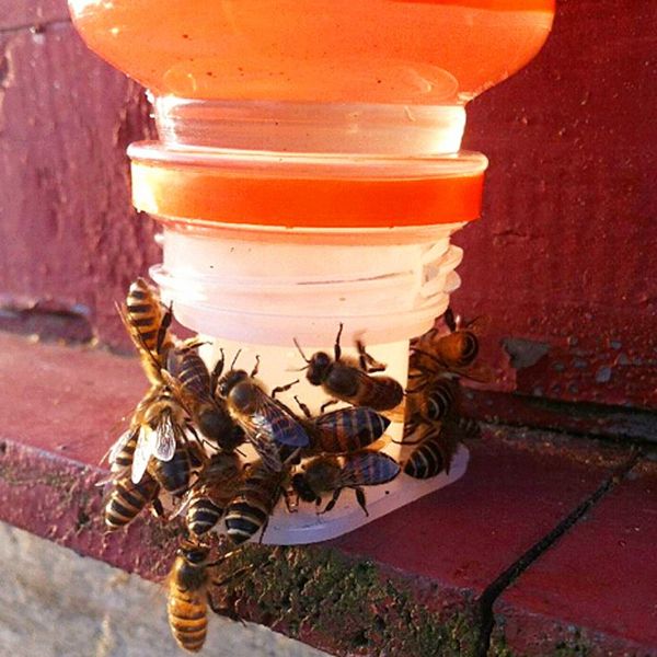 Капельная поилка для пчел на бутылку 1067 фото